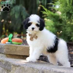 Brady, Cavapoo Puppy